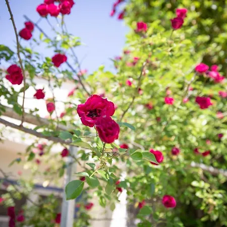 La Roseraie Maison d'hôtes Lodève